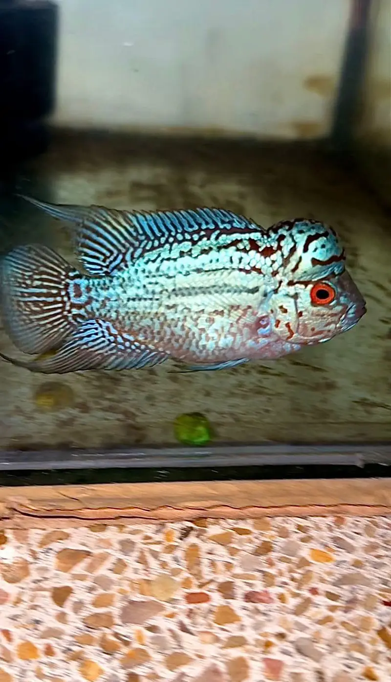 All Types of Aquarium Fish Available | Healthy & Beautiful Fishes — photo 5