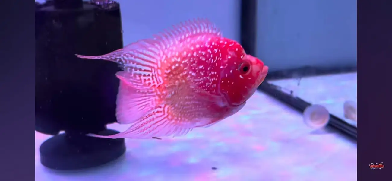 All Types of Aquarium Fish Available | Healthy & Beautiful Fishes — photo 6