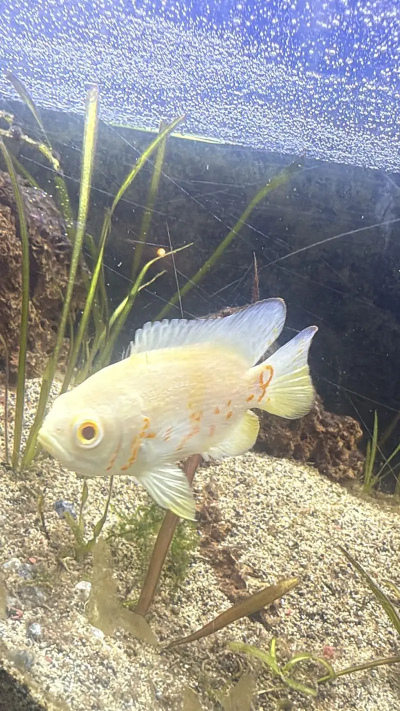 All Types of Aquarium Fish Available | Healthy & Beautiful Fishes — photo 7