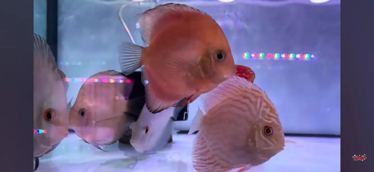 All Types of Aquarium Fish Available | Healthy & Beautiful Fishes — photo 8