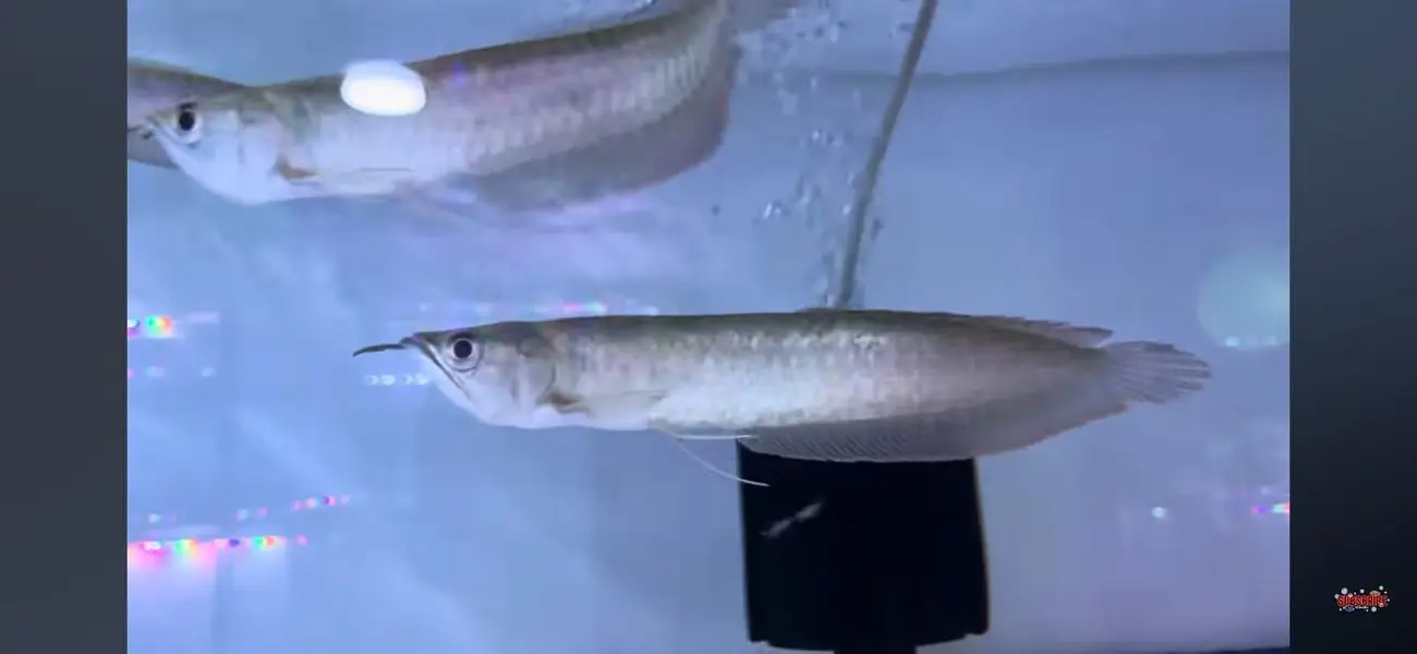 All Types of Aquarium Fish Available | Healthy & Beautiful Fishes — photo 11