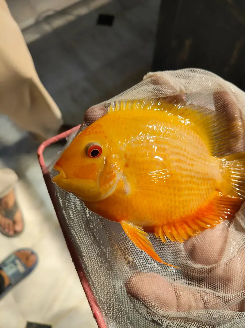 All Types of Aquarium Fish Available | Healthy & Beautiful Fishes — photo 12