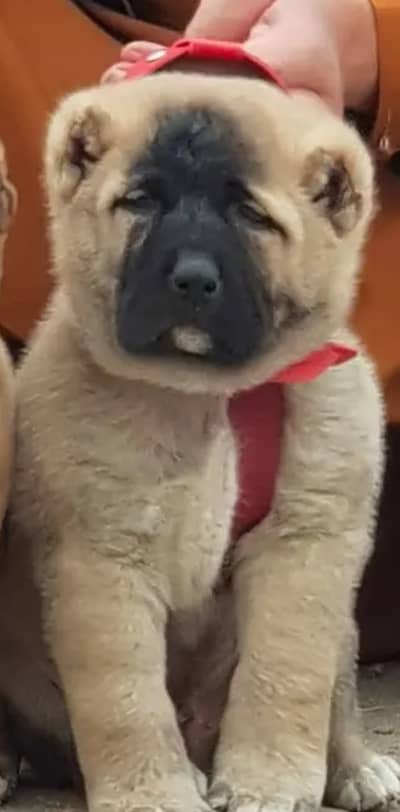 Turkish kangal | kurdish kangal | kangal dog | kangal puppy |kangal