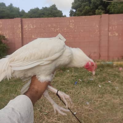 paper white hira aseel