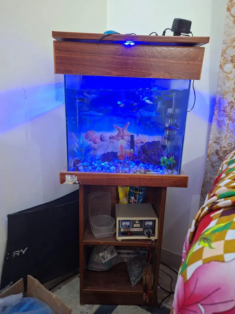 Molly fish with aquarium