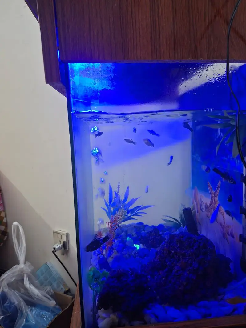 Molly fish with aquarium — photo 2