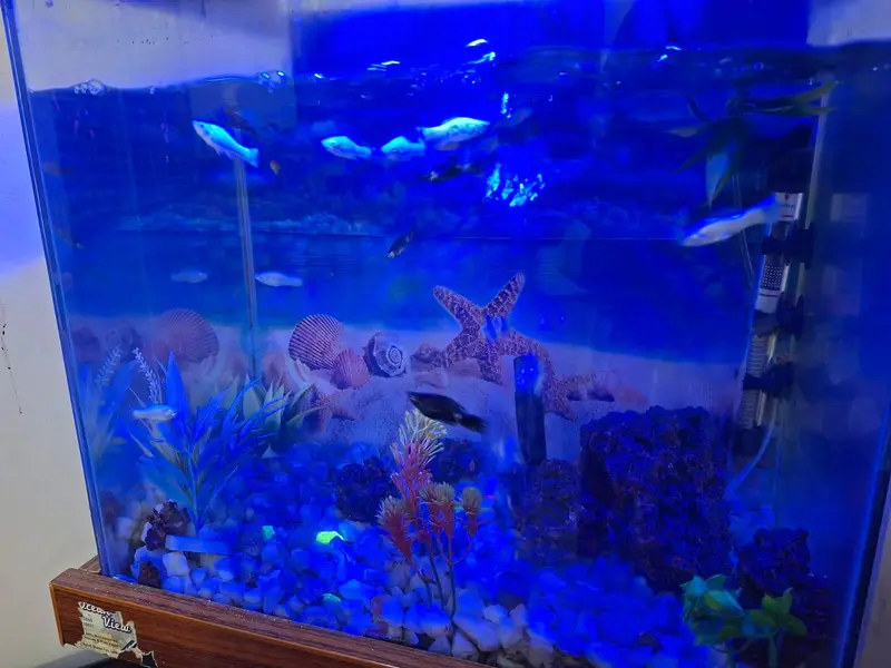 Molly fish with aquarium — photo 3