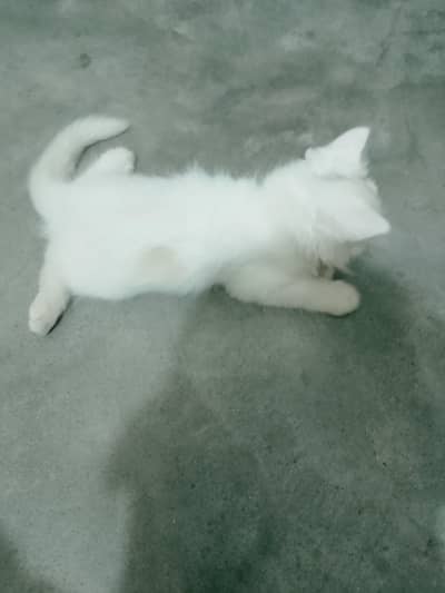 parsion cat