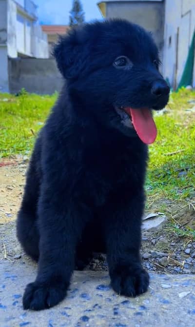 Germen shepherd puppies available for sale
