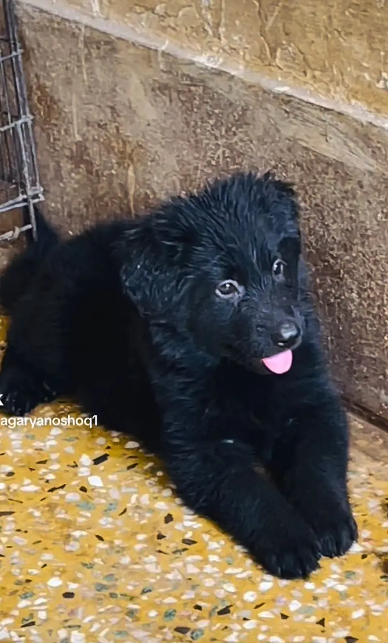 Germen shepherd puppies available for sale — photo 2