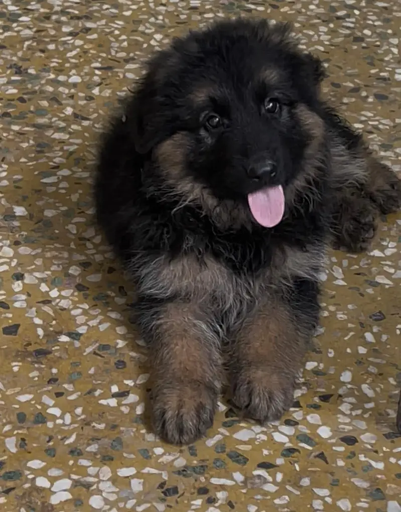 Germen shepherd puppies available for sale — photo 3