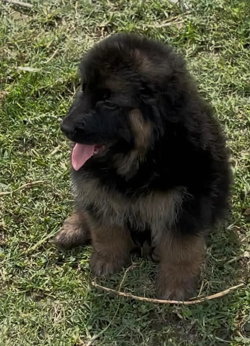 Germen shepherd puppies available for sale — photo 4