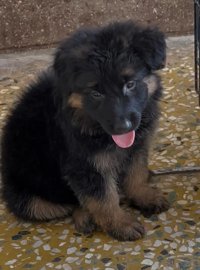 Germen shepherd puppies available for sale — photo 5