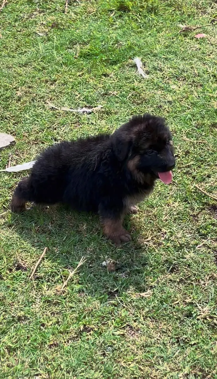 Germen shepherd puppies available for sale — photo 6