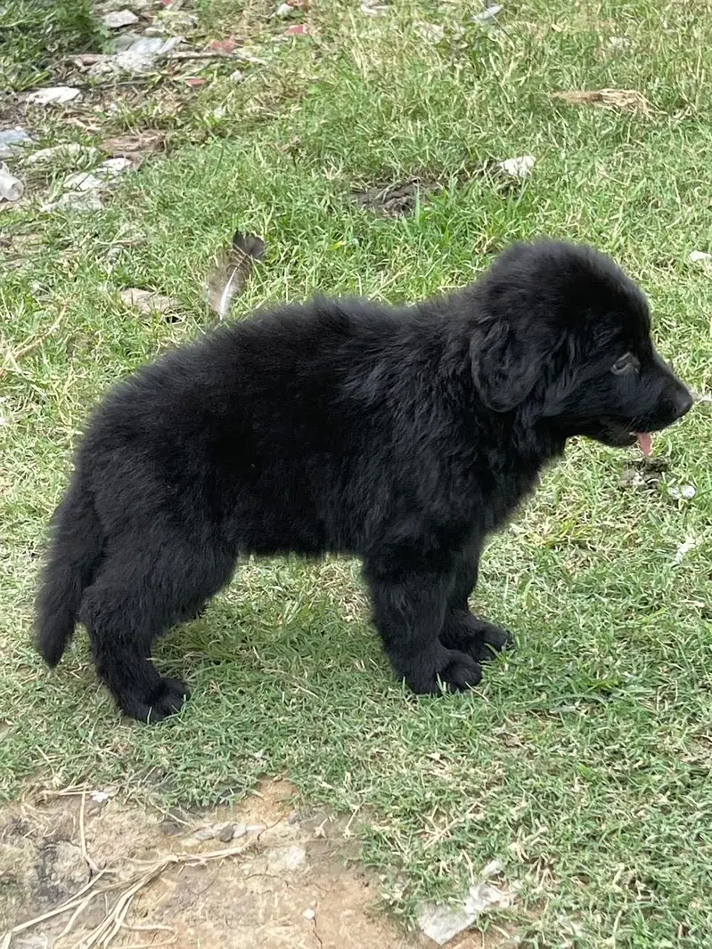Germen shepherd puppies available for sale — photo 7