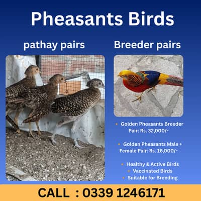 Golden breeder and pathay pairs available