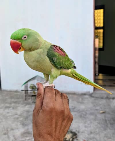 2 adad raw parrots