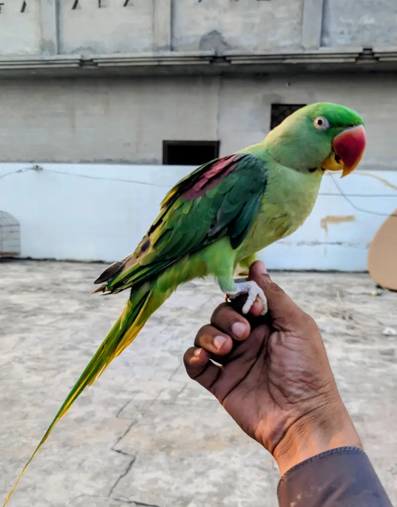 2 adad raw parrots — photo 2