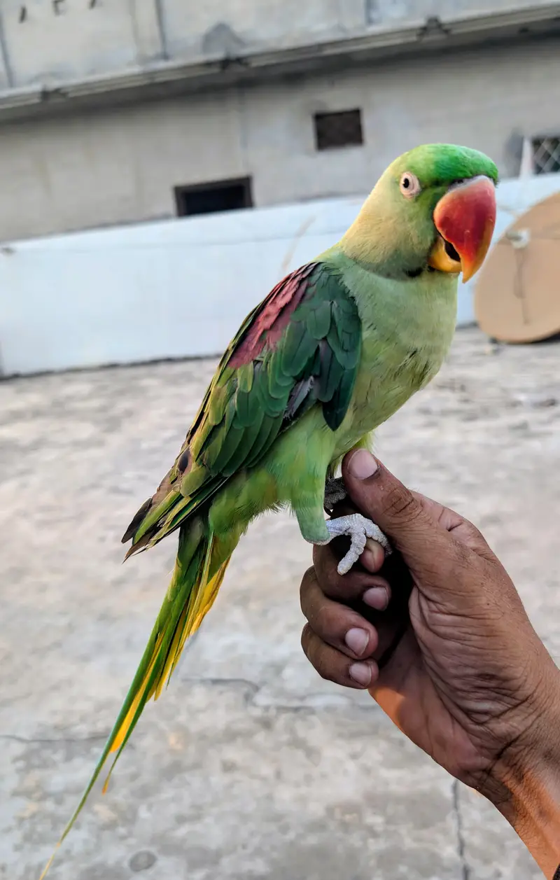 2 adad raw parrots — photo 3