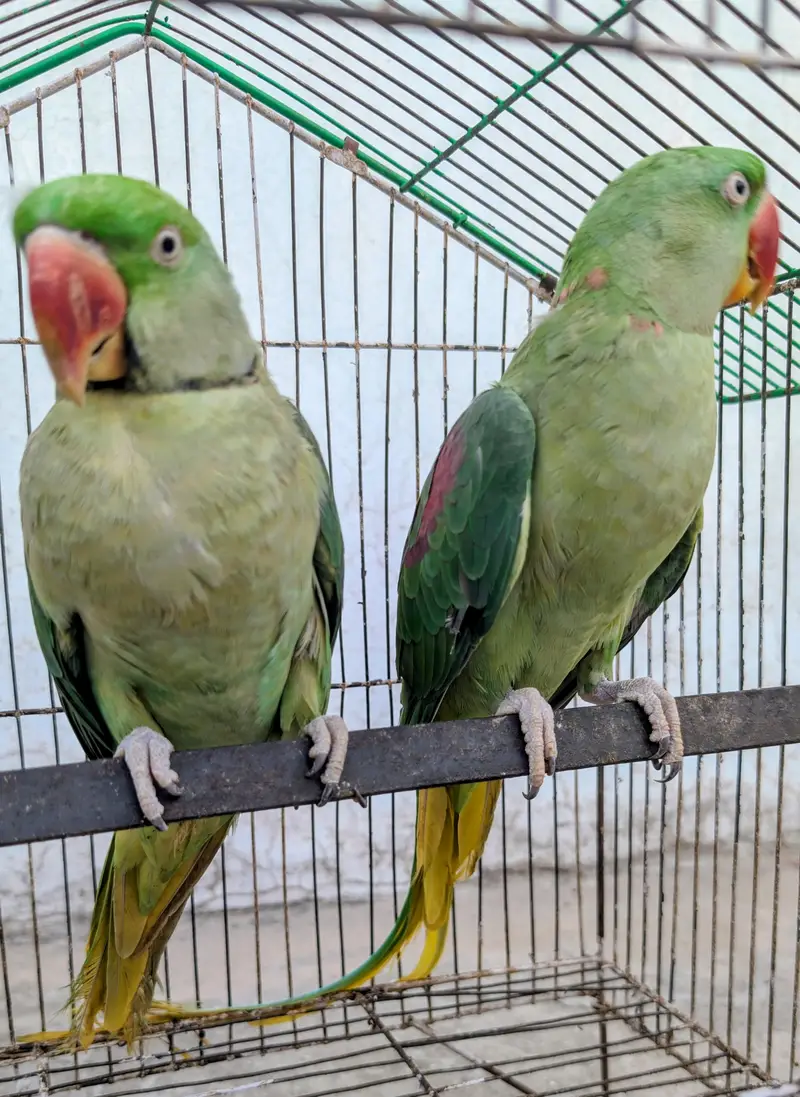 2 adad raw parrots — photo 4