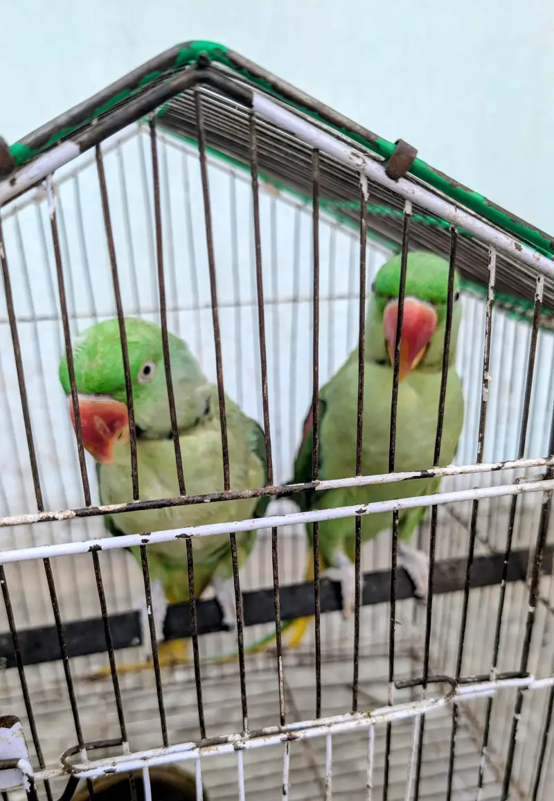 2 adad raw parrots — photo 5