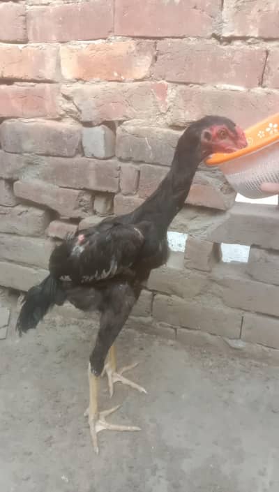 shamo for sale