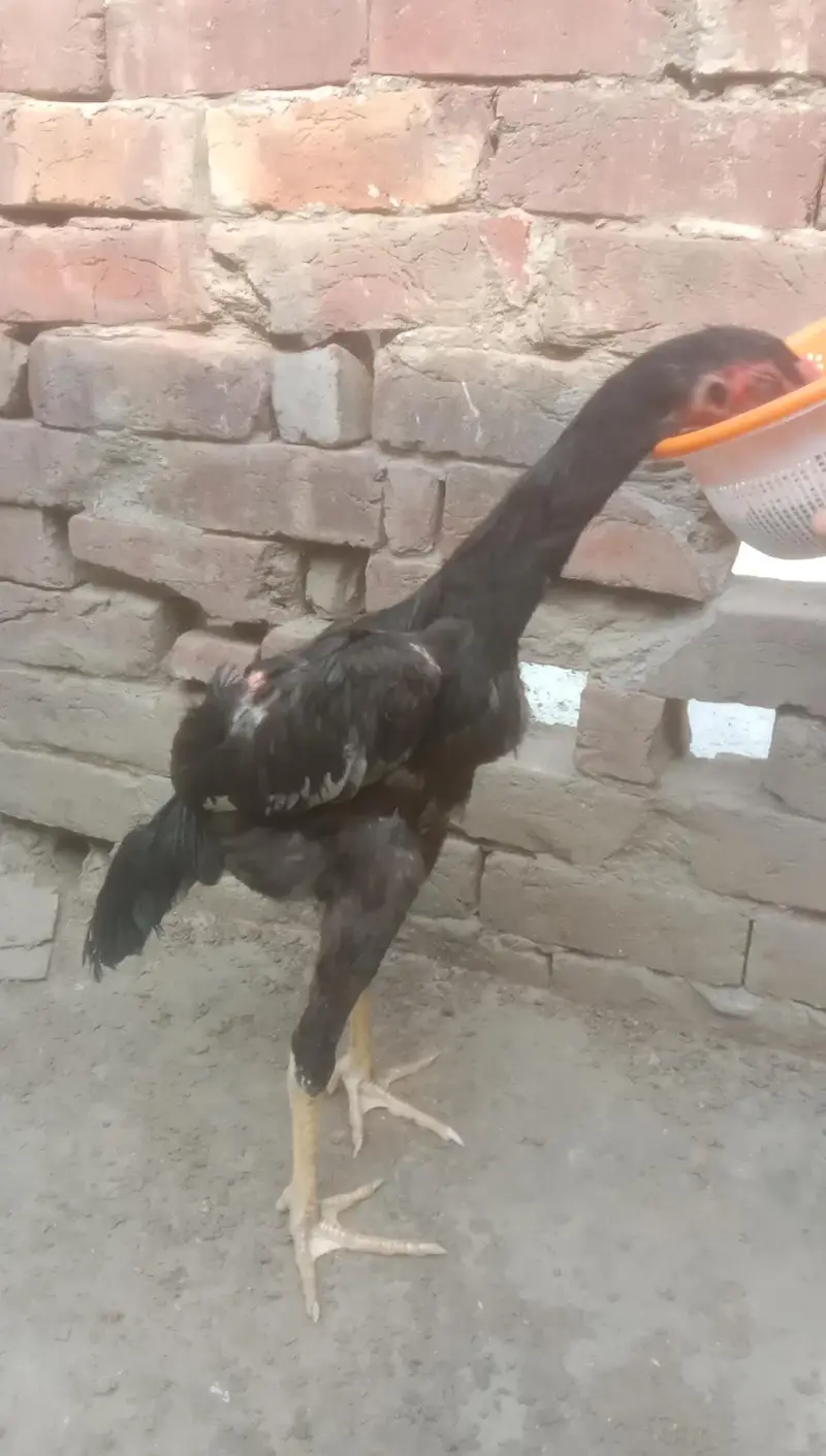 shamo for sale — photo 3
