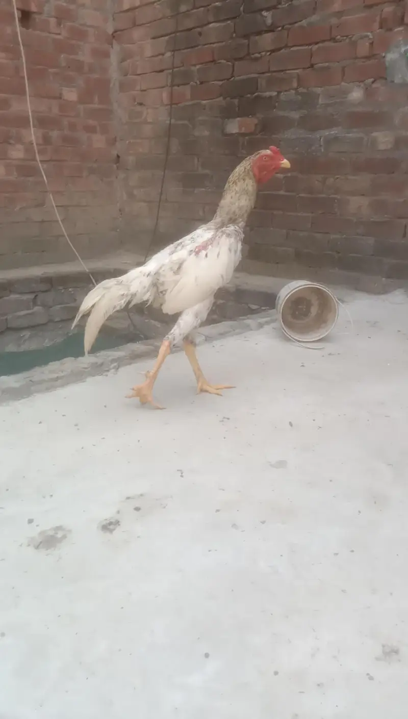 shamo for sale — photo 4