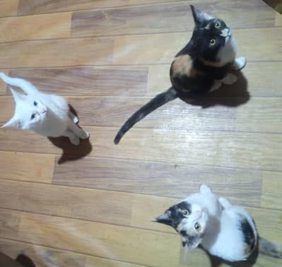 Triplets kittens for sale
