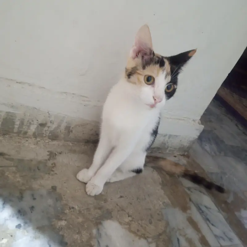 Triplets kittens for sale — photo 2