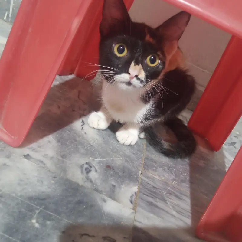 Triplets kittens for sale — photo 3