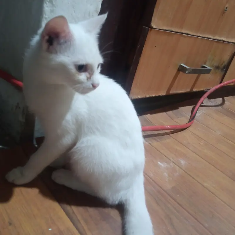 Triplets kittens for sale — photo 4