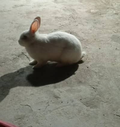 female bunny 