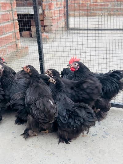 black bantam pairs available