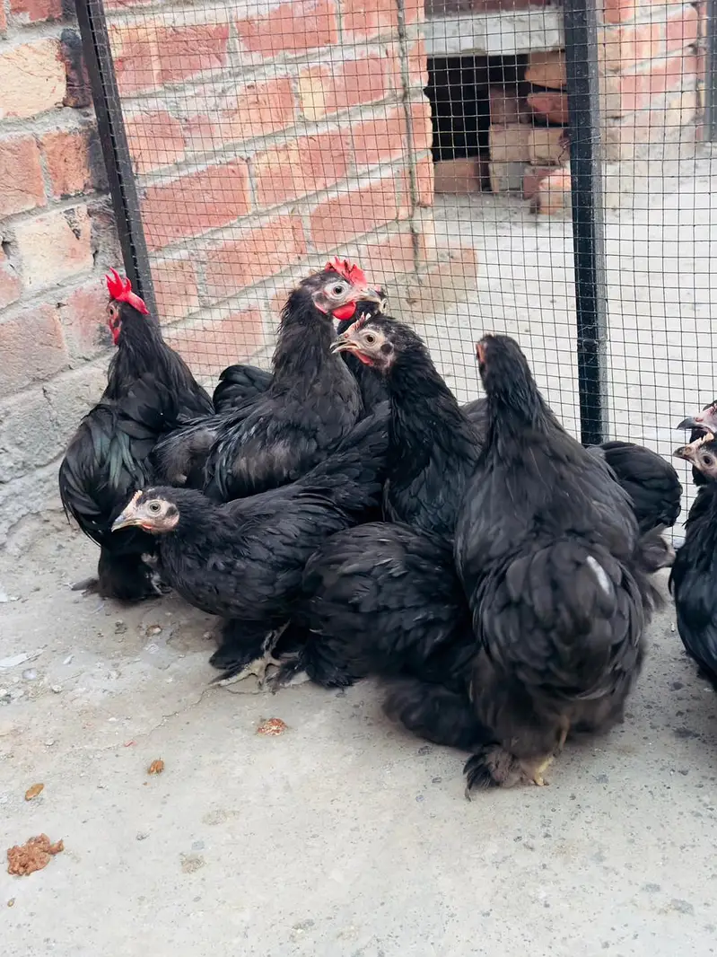 black bantam pairs available — photo 2