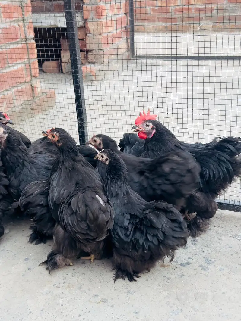 black bantam pairs available — photo 3