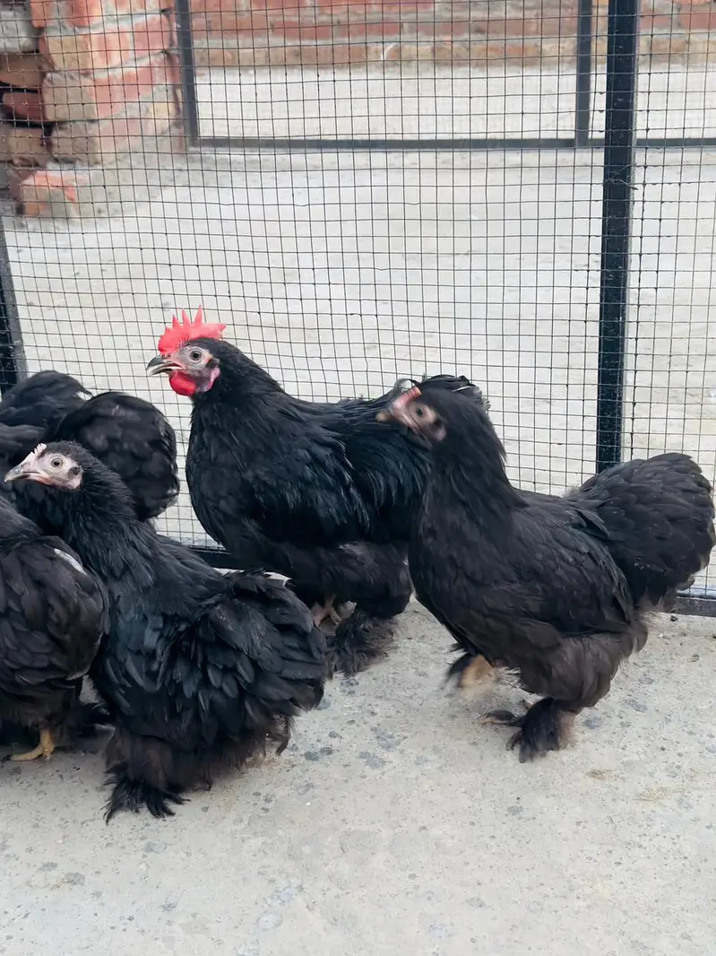 black bantam pairs available — photo 5