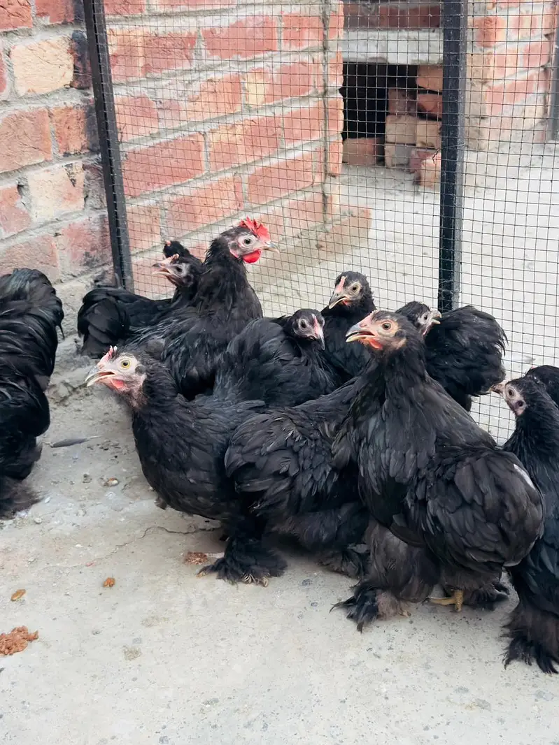 black bantam pairs available — photo 7