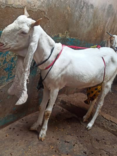 Pure Gulabi Bakri Gabhan | 6 danth Sehatmand bakri hai | 03103814160