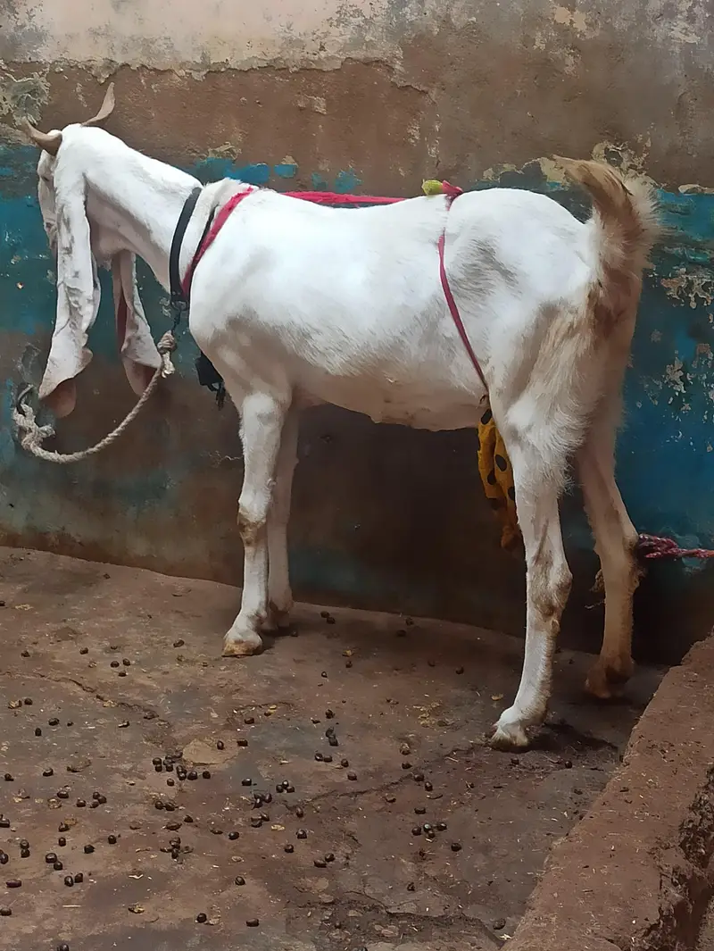 Pure Gulabi Bakri Gabhan | 6 danth Sehatmand bakri hai | 03103814160 — photo 2