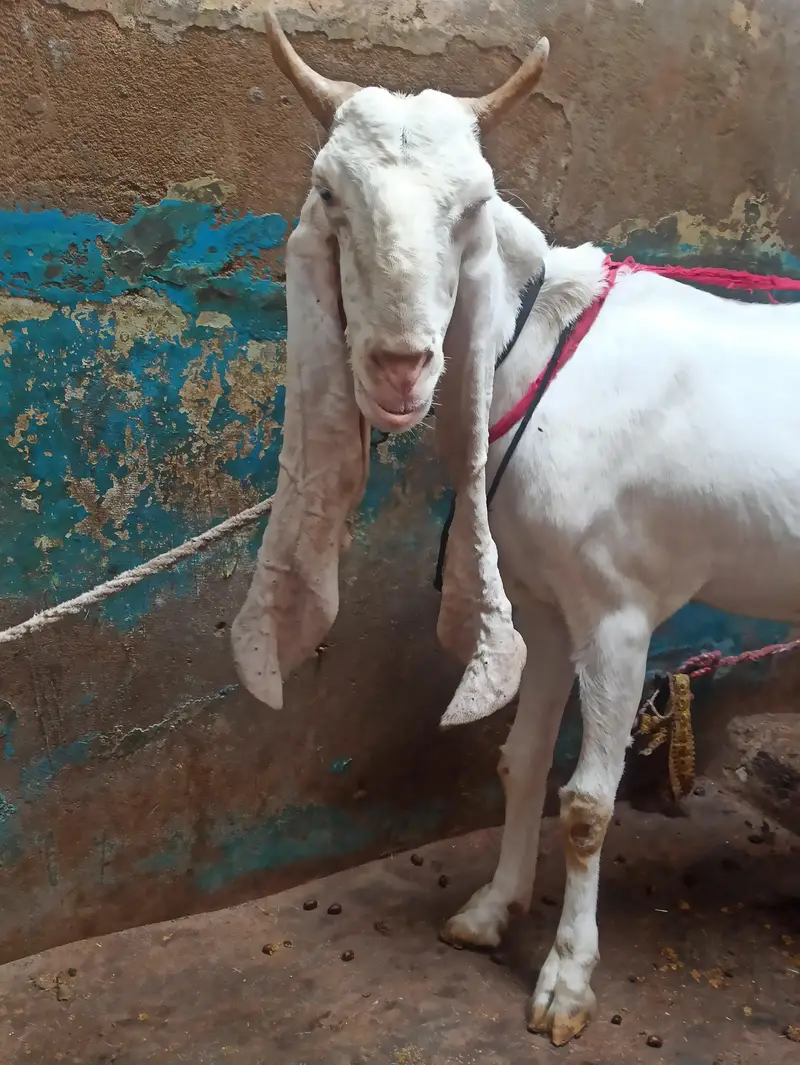 Pure Gulabi Bakri Gabhan | 6 danth Sehatmand bakri hai | 03103814160 — photo 3