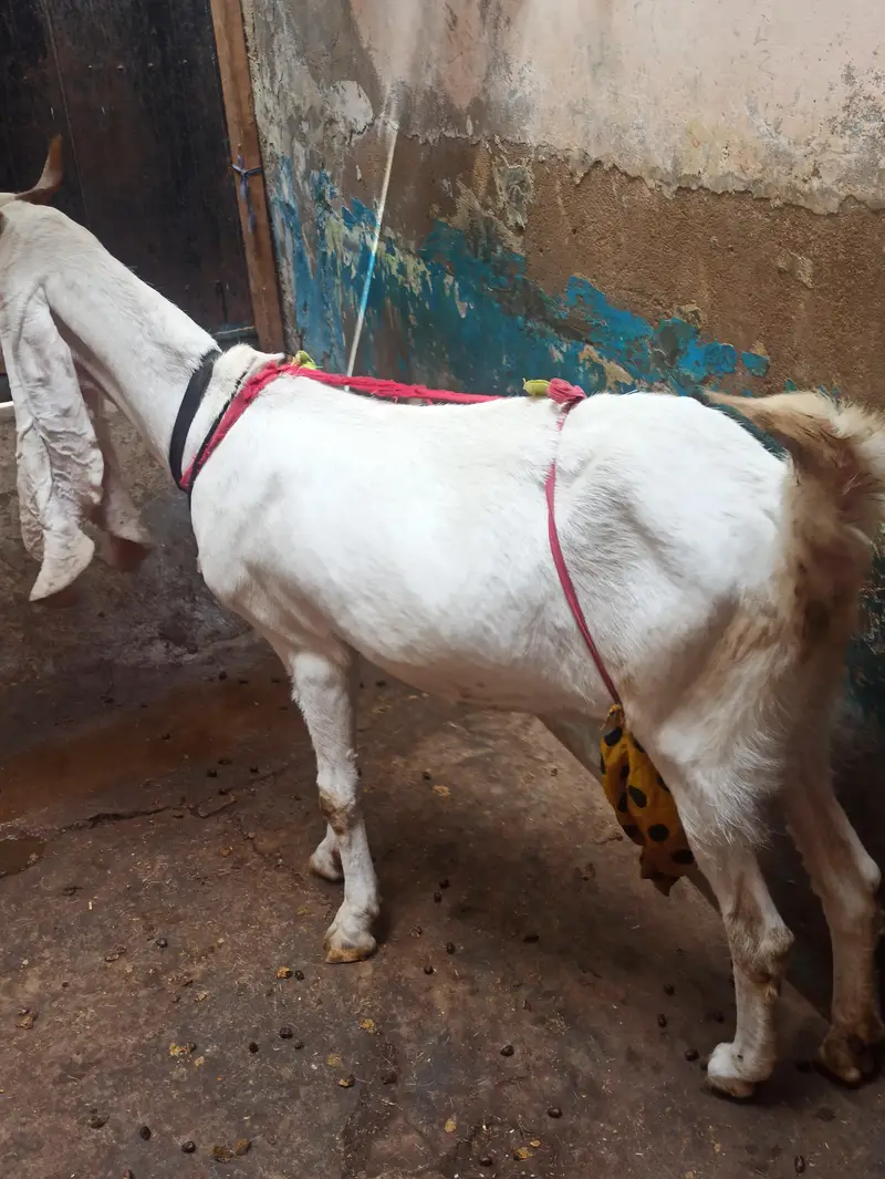 Pure Gulabi Bakri Gabhan | 6 danth Sehatmand bakri hai | 03103814160 — photo 4