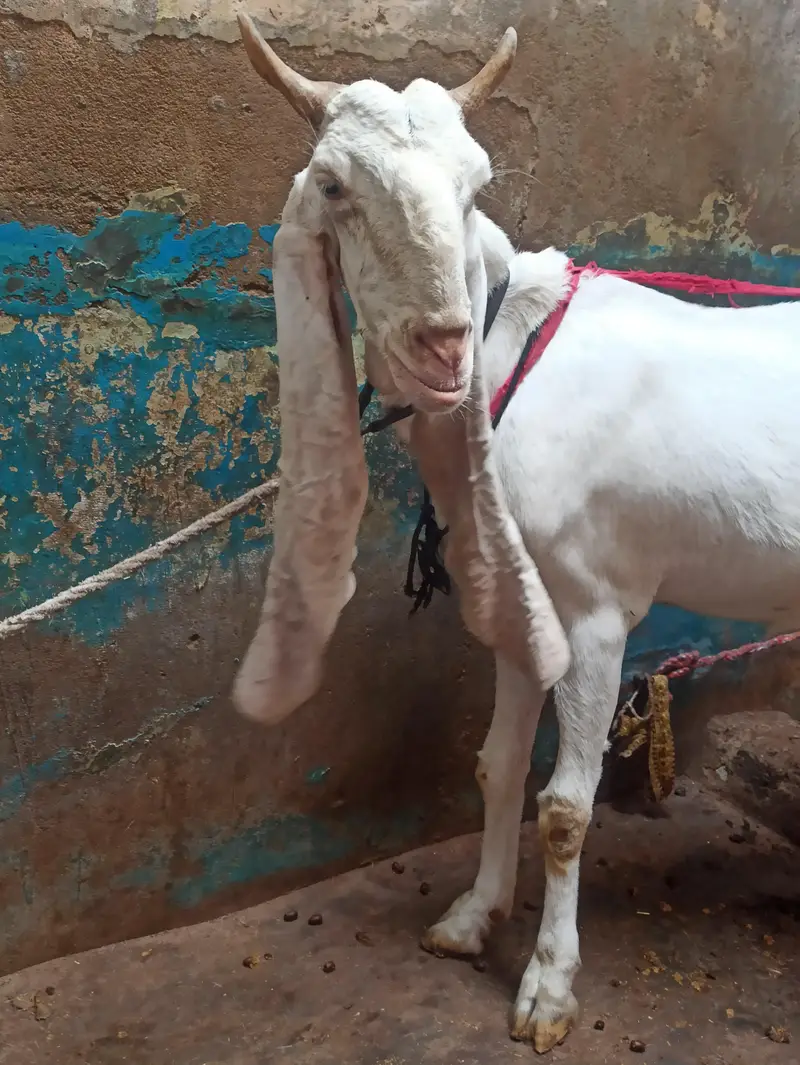 Pure Gulabi Bakri Gabhan | 6 danth Sehatmand bakri hai | 03103814160 — photo 5