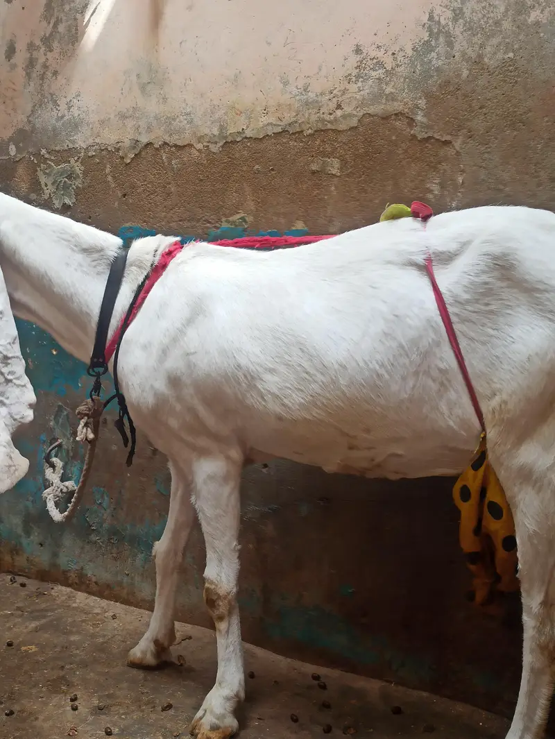 Pure Gulabi Bakri Gabhan | 6 danth Sehatmand bakri hai | 03103814160 — photo 6
