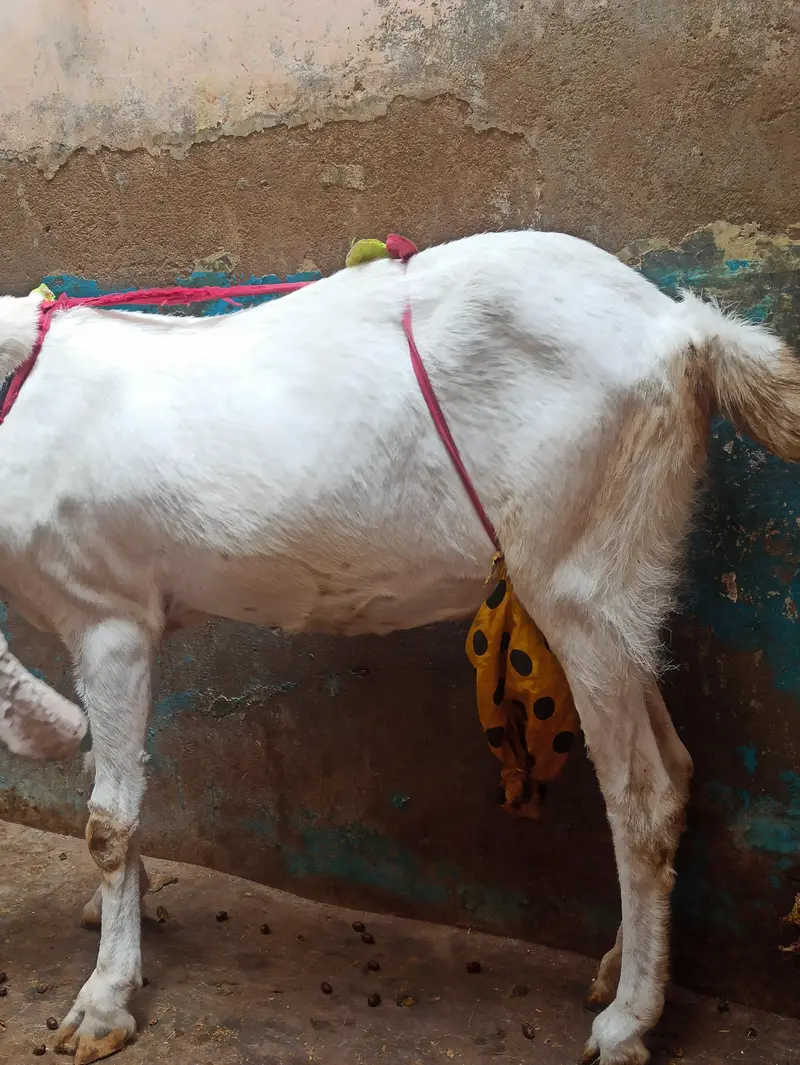 Pure Gulabi Bakri Gabhan | 6 danth Sehatmand bakri hai | 03103814160 — photo 7