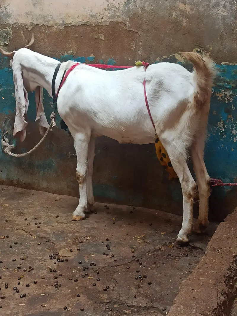 Pure Gulabi Bakri Gabhan | 6 danth Sehatmand bakri hai | 03103814160 — photo 8