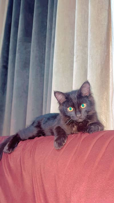 Kitten for Sale