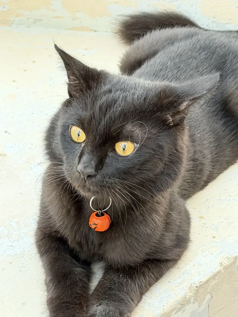 Kitten for Sale — photo 2
