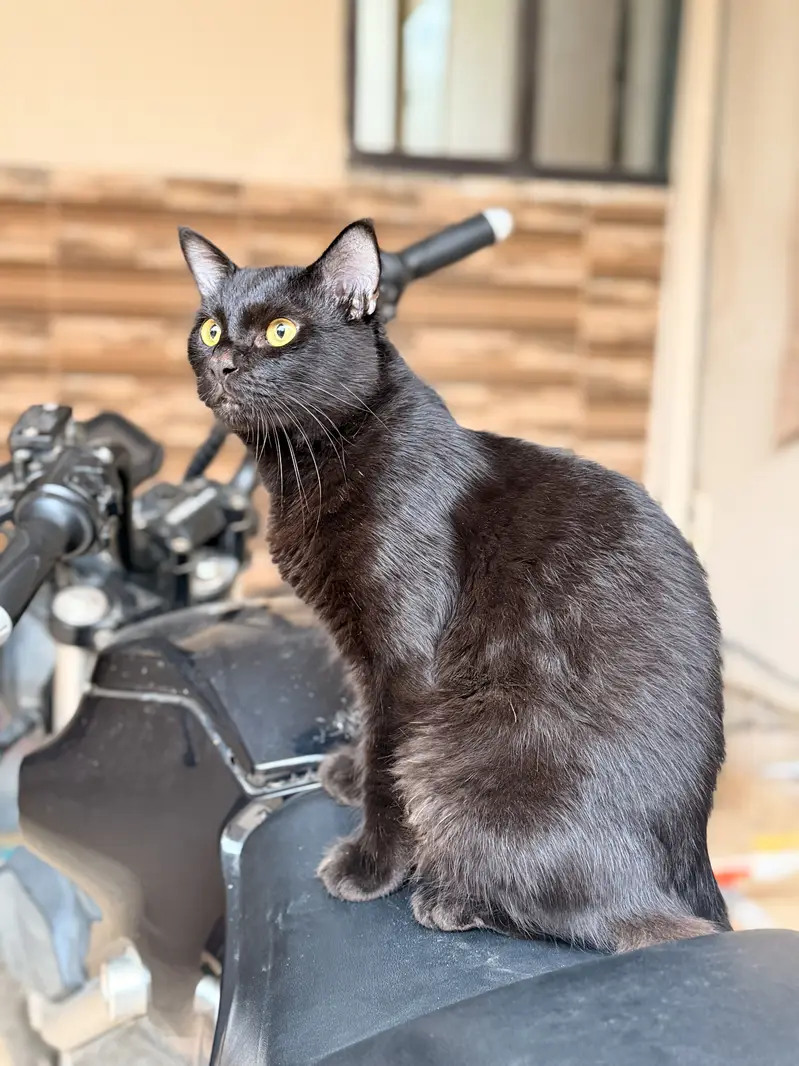 Kitten for Sale — photo 3