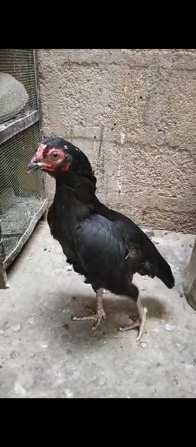 mushka lasani